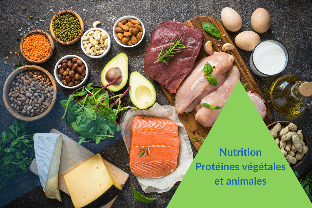 Nutrition: protéines végétales et animales